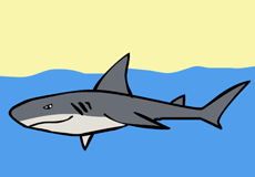 “shark”